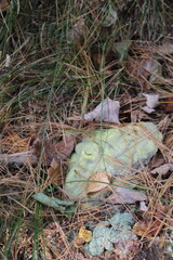green moss on the ground