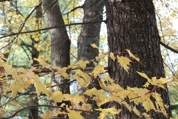 tree in autumn