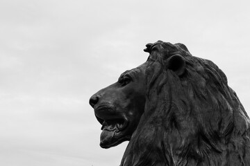 Lion on London's Trafalgar Square