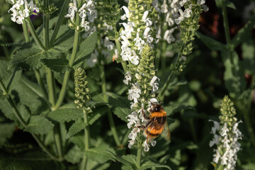 Bee on a flower