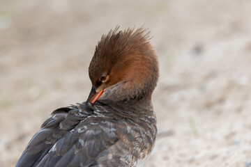 Close up of a red breasted merganser (mergus serrator)
