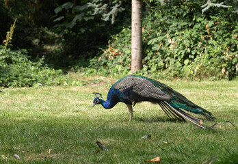 Indian peafowl