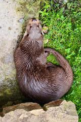 otter 