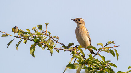 Perched songbird - Whinchat