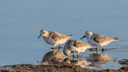 Sanderling - Calidris alba