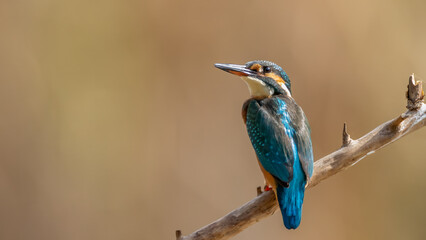 Common kingfisher - Alcedo atthis atthis