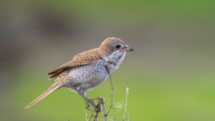 Red-backed shrike juvenile - Lanius collurio