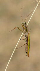 European mantis - Mantis religiosa