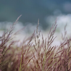 Fototapeta premium grass in the wind
