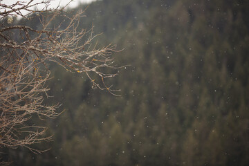 Falling snow on forest blurred background. snow fall. snow flakes. Snow Storm Over Mount. 