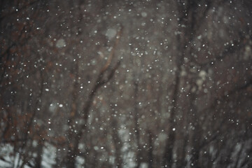 Falling snow on forest blurred background. snow fall. snow flakes. Snow Storm Over Mount. 