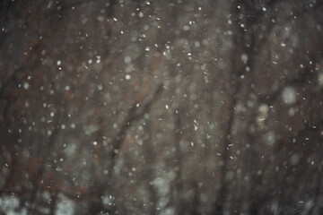 Falling snow on forest blurred background. snow fall. snow flakes. Snow Storm Over Mount. 