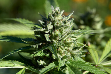 Legal Cannabis Farm Buds in Flower. Mature cannabis plant.