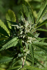Legal Cannabis Farm Buds in Flower. Mature cannabis plant.