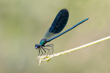 blue dragonfly on leaf