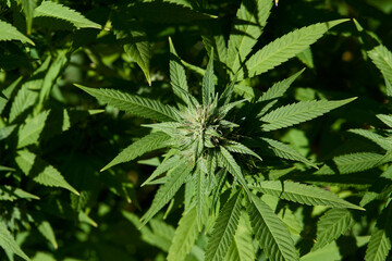 Legal Cannabis Farm Buds in Flower