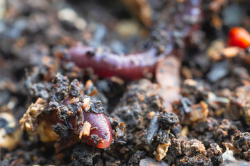 close up of a worm on the ground