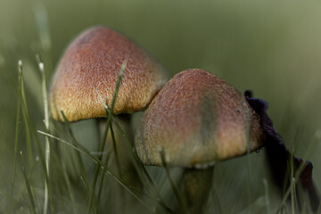 macro mushrooms in the grass