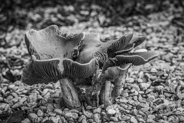mushrooms in gravel, pea shingle, black and white