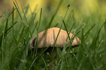 mushroom in the grass with a fly on the end of a blade of grass