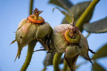 two spent rose buds turning into rose hips in autumn