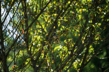 photograph of a sparrow perched on a tree branch
