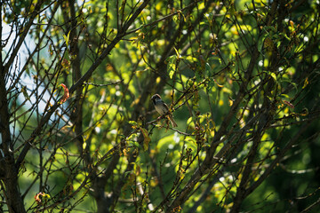 photograph of a sparrow perched on a tree branch