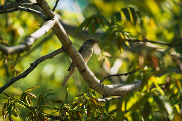 photograph of a sparrow perched on a tree branch