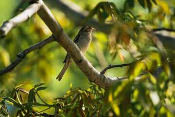 photograph of a sparrow perched on a tree branch