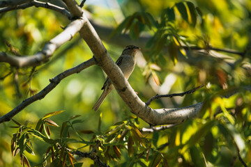 photograph of a sparrow perched on a tree branch