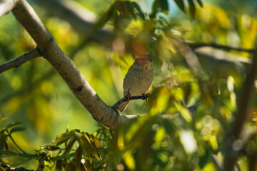 photograph of a sparrow perched on a tree branch
