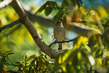 photograph of a sparrow perched on a tree branch