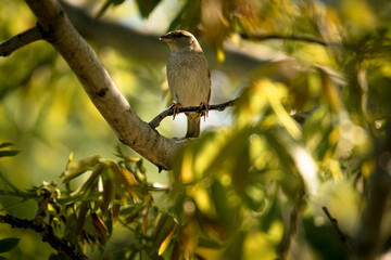 photograph of a sparrow perched on a tree branch