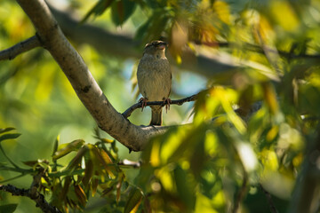 photograph of a sparrow perched on a tree branch