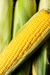 Close-up of fresh corn cobs. Bright yellow kernels wrapped in leaves. A background of ripe cobs is perfect for culinary or agricultural themes.