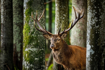 King of forest. Red deer stag, Cervus elaphus, patrols on forest meadow, peaks our from behind trees. Male of deer with majestic antlers. Rutting season in wildlife nature. Autumn in Bavarian forest.