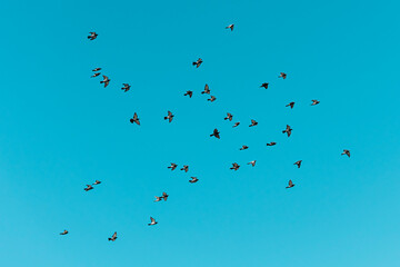 A flock of birds flying against a clear blue sky. This image conveys a sense of freedom and nature. Suitable for wildlife, freedom, and travel-related projects.