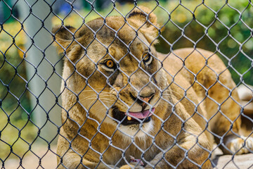 2023-12-31 LARGE LIONESS BEHIND A CHAIN LINK FENCE SNARLING WITH BRIGHT YELLOE EYES AND A BLURRED BACKGROUND