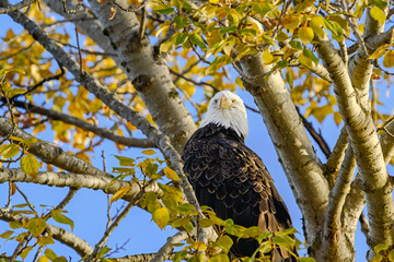 2023-12-31 MATURE BALD EAGLE PERCHED IN A TREE LOOKNG AT THE CAMERA WITH BRIGHT EYES AND NICE FEATHERS NEAR SEATTLE WASHINGTON