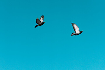 Two pigeons flying in the clear blue sky. Freedom and tranquility in motion.