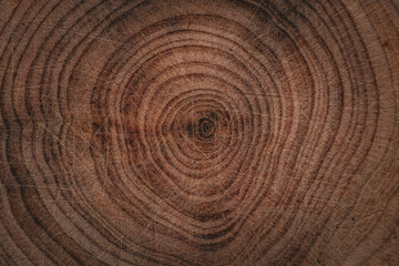 Fototapeta premium A tree slice with visible rings showing the age of the tree. Wood texture with a natural pattern. Suitable for use in ecological projects, illustrations, and design.