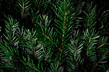 Background made of fir branches. Suitable for creating winter and Christmas cards, presentations, posters, and backgrounds for festive materials.