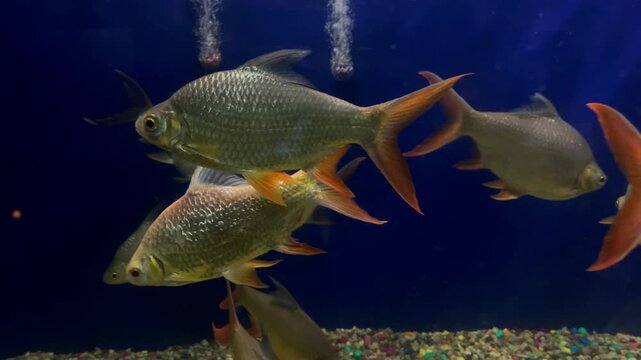 Tinfoil barb (fish) in aquarium tank