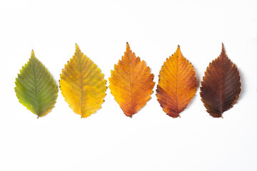 Rows of multicolored autumn leaves neatly arranged on a light background. The leaves transition from green to red shades, creating a gradient of fall colors. Minimalist and natural design.