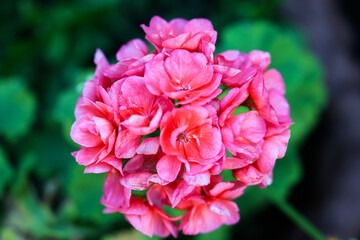 Plants from the home garden.