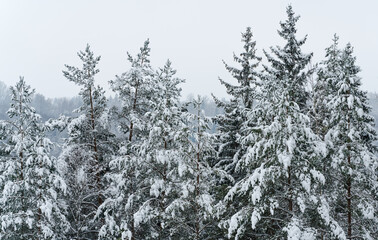 Close-up of snow-covered pine trees, background with tree trunks and white snowy branches. Christmas mood. A group of trees.
