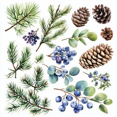 Obraz premium Firs and cones in watercolor, winter botanical elements
