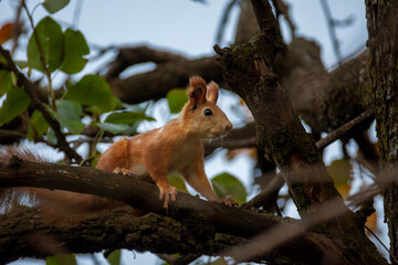 A cute fluffy squirrel sits on a branch of a fruit tree.