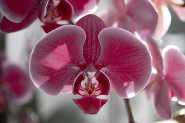 Orchids growing at my house.