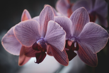 Obraz premium Orchids growing at my house.